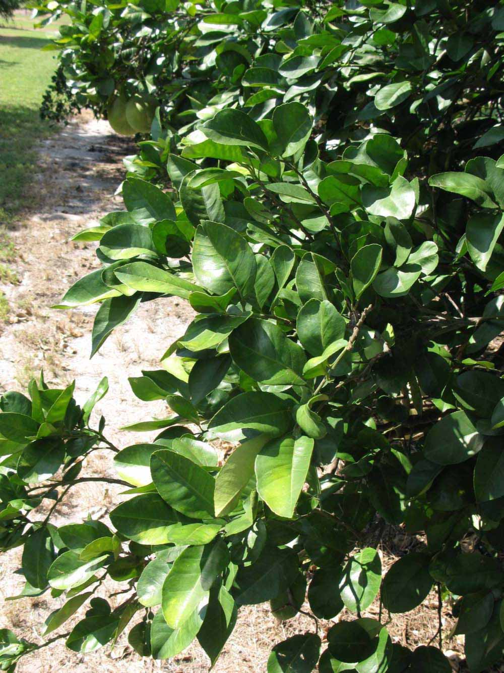                Sun leaves (Sha Tian You, Winter Haven, FL)       